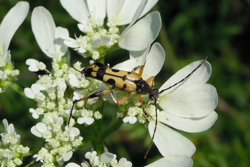 Leptura maculata ?  No,  Rutpela maculata maculata, maschio